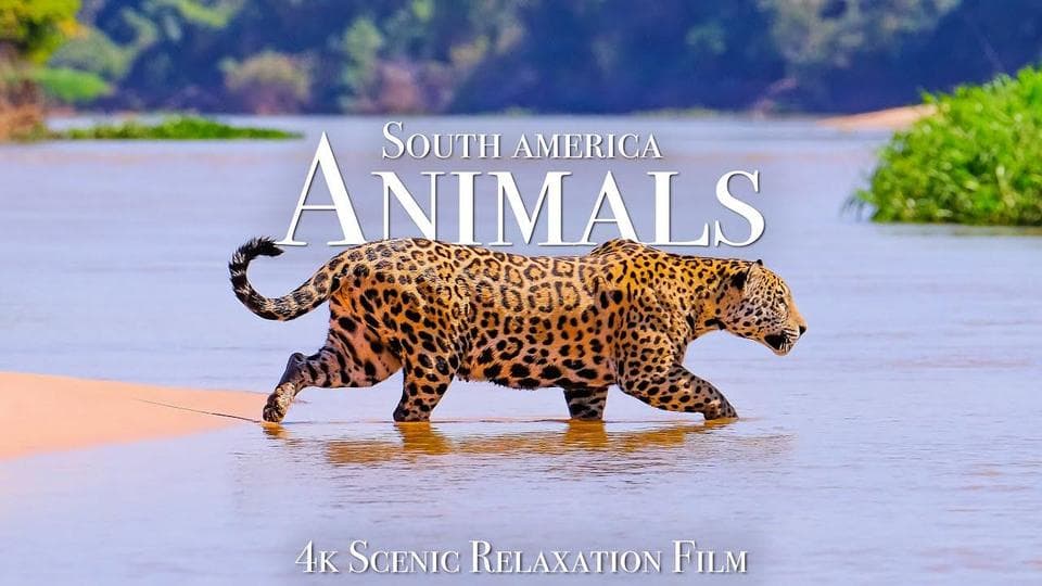 watchMovieAlt