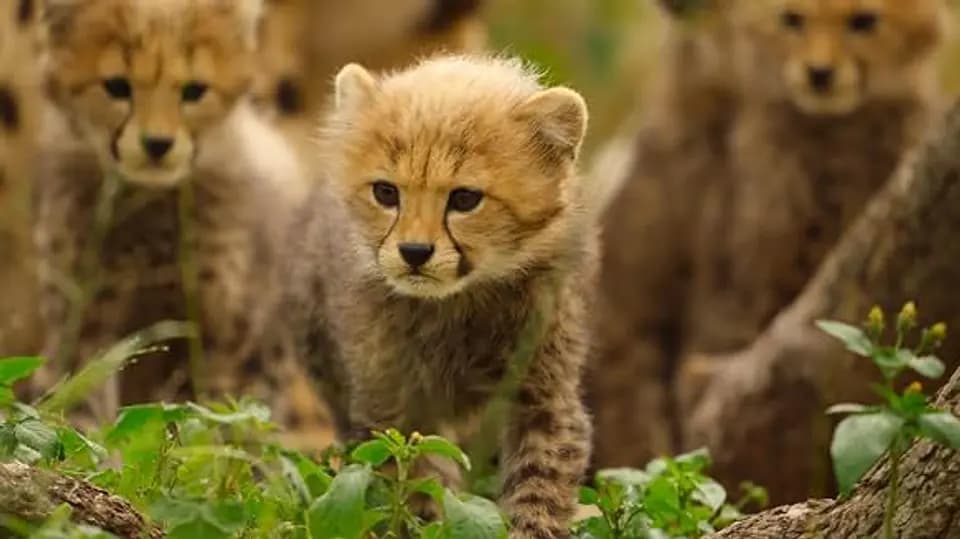 زاده شده برای وحشی بودن - قسمت 3