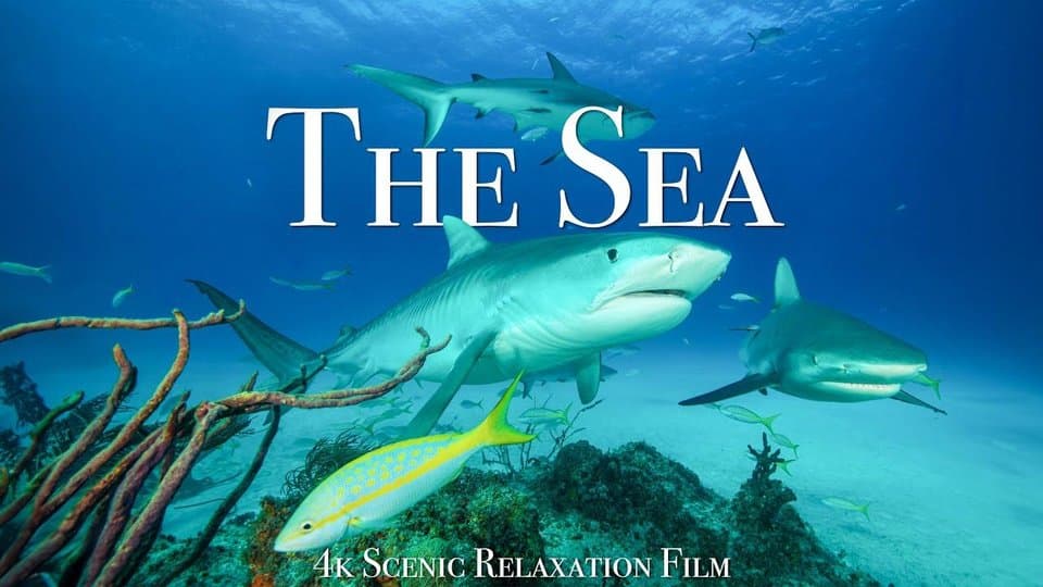 watchMovieAlt
