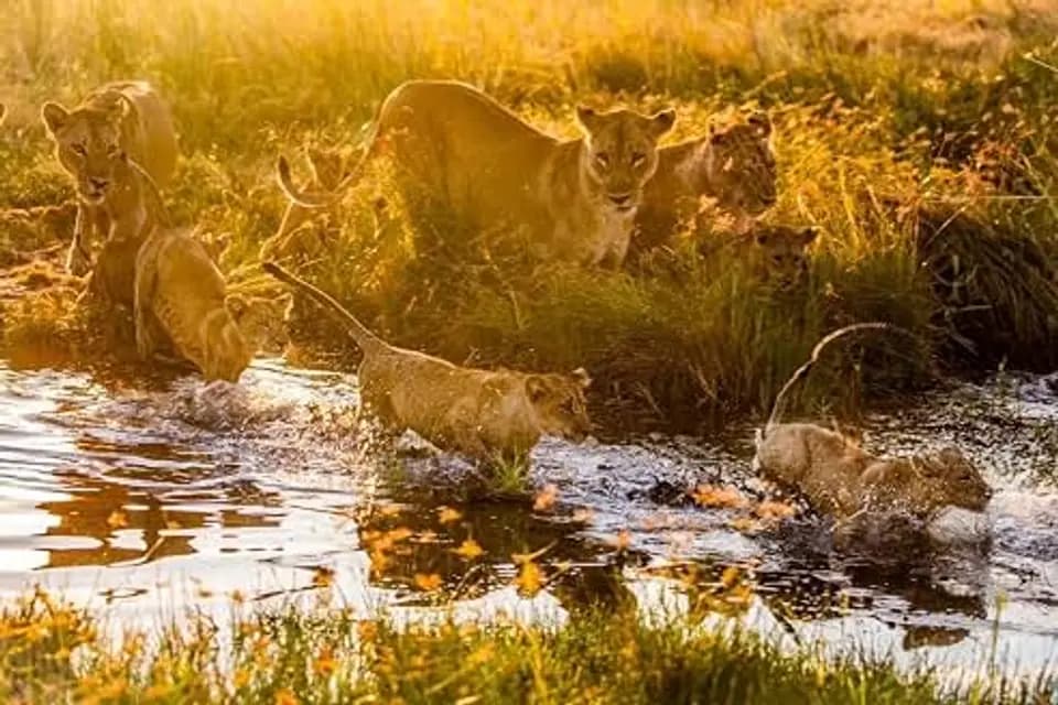 پادشاهی - قسمت 4