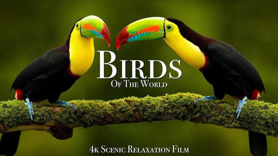 watchMovieAlt